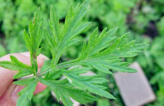 艾葉泡腳的功效與作用：長期用艾葉泡腳，身體會有哪些改變？